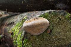 Fomitiporia hartigii