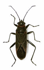 Arocatus rusticus