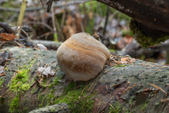 Fomitiporia hartigii