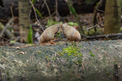 Fomitiporia hartigii