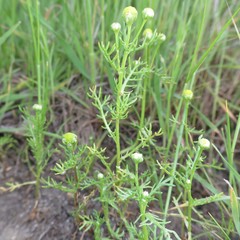 Matricaria occidentalis