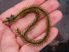 Caulerpa brownii