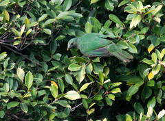 Ptilinopus leclancheri