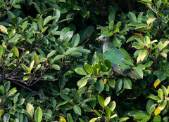 Ptilinopus leclancheri