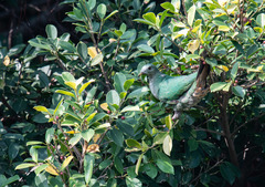 Ptilinopus leclancheri