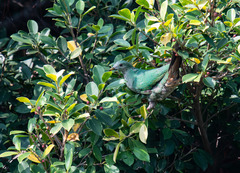 Ptilinopus leclancheri