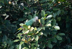 Ptilinopus leclancheri