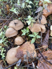 Fungi