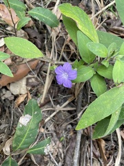Ruellia squarrosa
