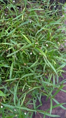 Scleromitrion diffusum