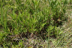 Nidorella ivifolia