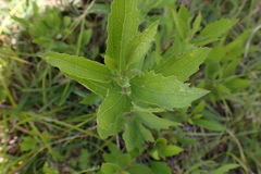 Nidorella ivifolia