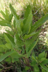 Nidorella ivifolia