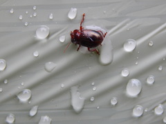 Chrysolina staphylaea