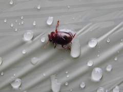 Chrysolina staphylaea