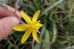 Hypoxis villosa