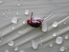 Chrysolina staphylaea
