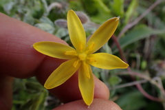 Hypoxis villosa