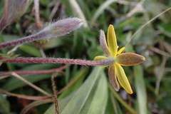 Hypoxis villosa