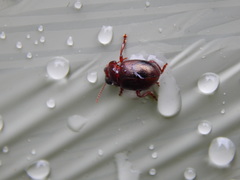 Chrysolina staphylaea