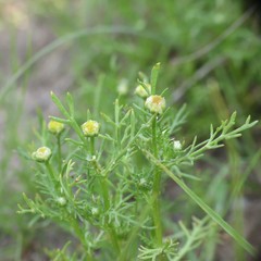 Matricaria occidentalis