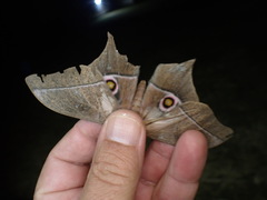 Imbrasia truncata