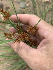 Cyperus lucidus
