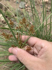Cyperus lucidus