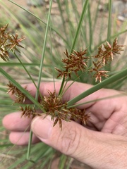 Cyperus lucidus