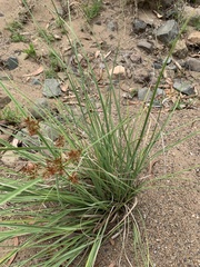 Cyperus lucidus