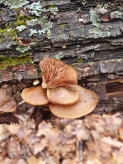 Crepidotus calolepis