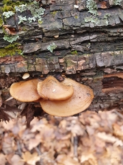 Crepidotus calolepis