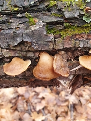 Crepidotus calolepis