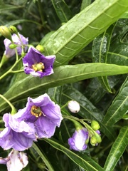 Solanum aviculare