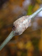 Neolasioptera linderae