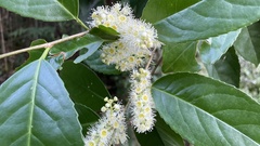Prunus zippeliana