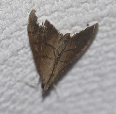 Hemiscopis suffusalis