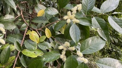 Prunus zippeliana