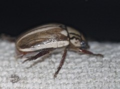 Anoplognathus abnormis