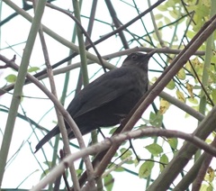 Turdus merula