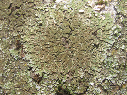 Geltonvidurė Žiauberūnė nuotrauka