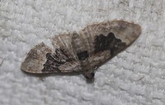 Mnesiloba eupitheciata