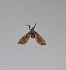 Leucinodes
