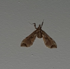 Leucinodes