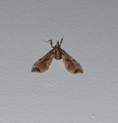 Leucinodes