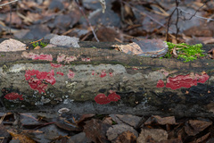 Hymenochaete sphaericola