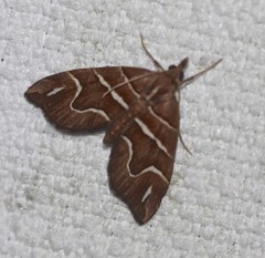 Chaetolopha leucophragma