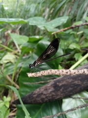 Euphaea splendens