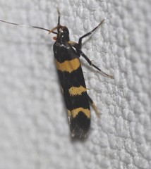 Limnaecia polycydista