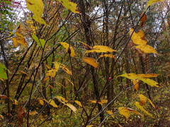 Neolasioptera linderae